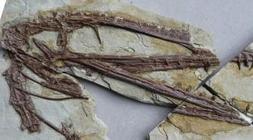 Hallan los restos de un nuevo reptil alado de 220 millones de años