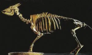 El myotragus, la extinta cabra balear, tena el metabolismo de un reptil