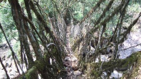 Puente de las «raíces vivas»