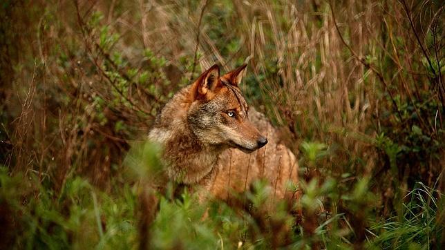 El lobo regresa a Cataluña procedente de Francia un siglo después de su extinción