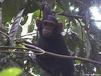 Los chimpancés pueden mentir y hablar, con signos, del tiempo