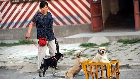 China reabre el debate sobre el consumo de carne de perro