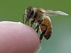 Los teléfonos móviles matan a las abejas