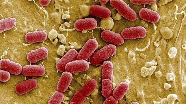 ¿Qué es Escherichia coli?: Todas los detalles sobre la bacteria de los pepinos