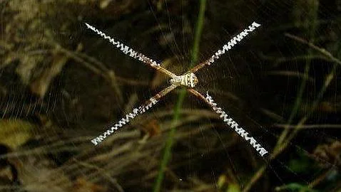 Una de las misteriosas cruces que las arañas tejen en sus telas