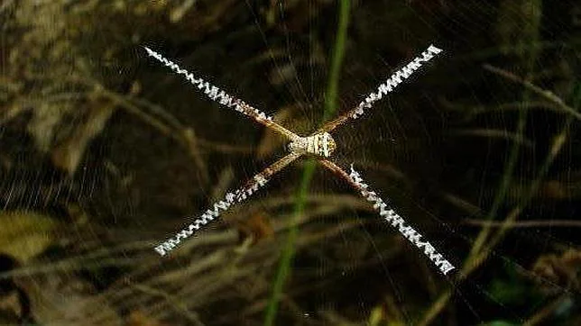 Científicos descifran el código de las telas de araña