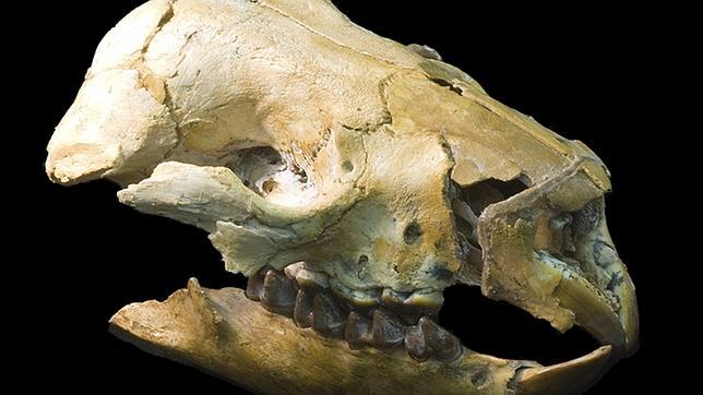 Descubren los restos de un marsupial gigante de hace 50.000 años en Australia