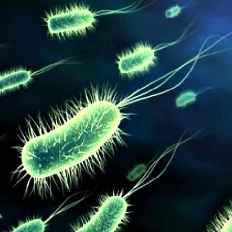 Las «conversaciones» entre bacterias cambian el clima