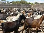 Rebaño de cabras en Tenerife