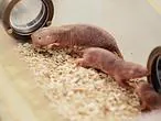 La extraña rata «desnuda» que resiste al ácido