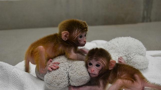 Nacen los primeros monos a partir de una mezcla embrionaria de seis primates  