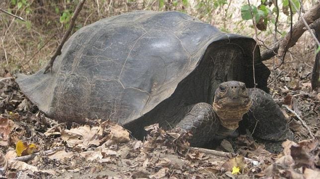 Una tortuga gigante extinta hace 150 años «resucita» en Galápagos
