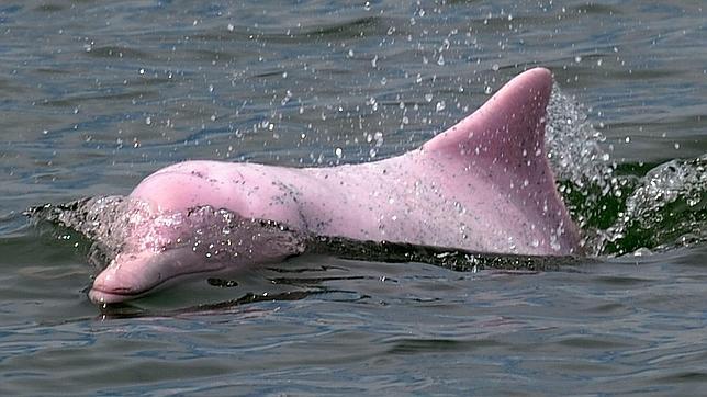Al rescate del delfín rosa chino - ABC.es