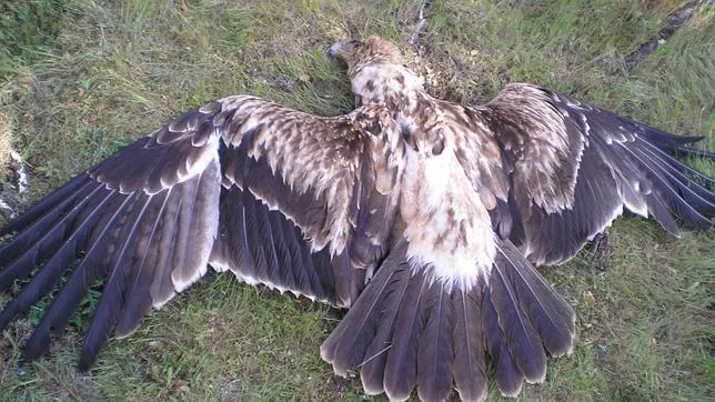 Las águilas imperiales envenenadas en Ciudad Real ingirieron un insecticida prohibido desde 2003