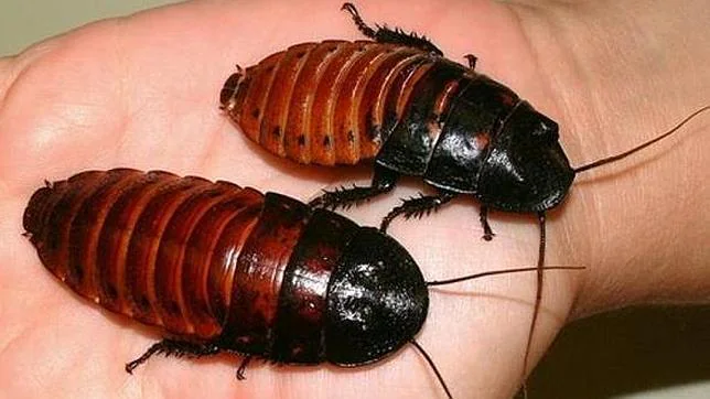 Cucaracha «cyborg» genera su propia electricidad