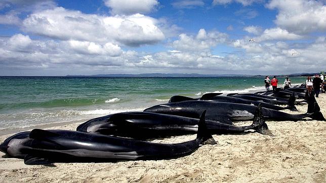 Casi un centenar de ballenas aparecen varadas en Nueva Zelanda