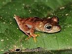 Descubren un paraíso con 46 nuevas especies en Surinam