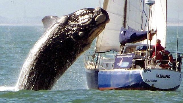 Las ballenas, estresadas por el ruido en los océanos