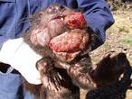 El terrible cáncer facial del demonio de Tasmania, provocado por una sola hembra