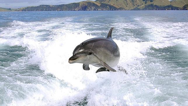 Los delfines son «personas no humanas»