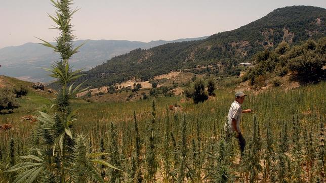 Un pueblo de Tarragona, dispuesto a instalar una plantación de cannabis para paliar su deuda