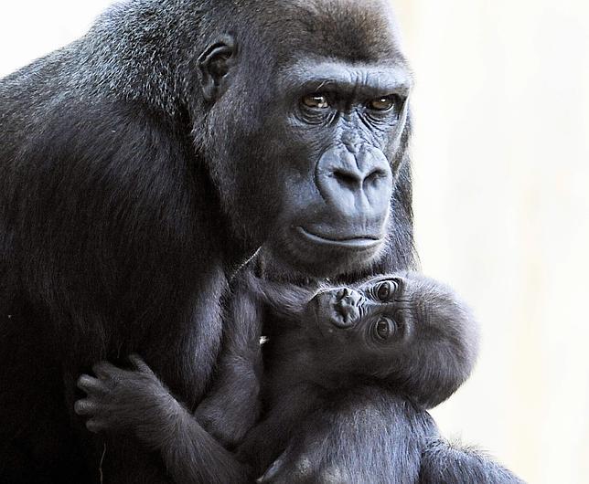 Los gorilas, más parecidos al hombre de lo que creíamos