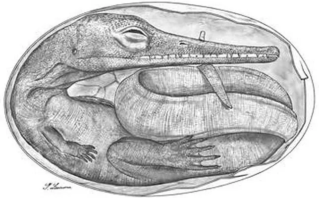 Los embriones de reptil más antiguos jamás encontrados