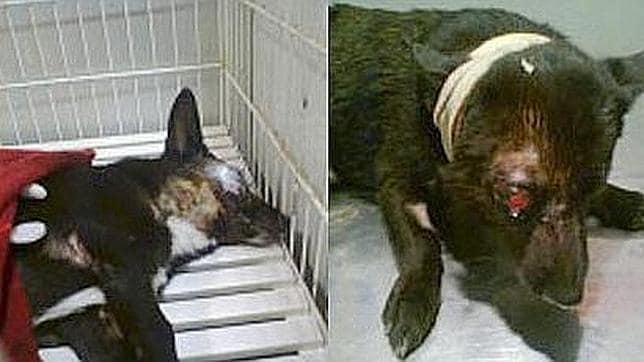 Tres menores «torturaron por macabra diversión» a tres perros hasta ahogarlos  