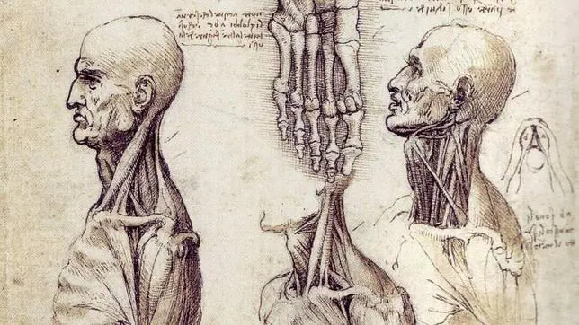 Fragmento de algunos de los dibujos de anatomía de Leonardo. ABC