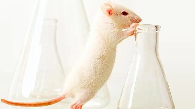 El curioso caso de los ratones a los que les crecieron los testículos