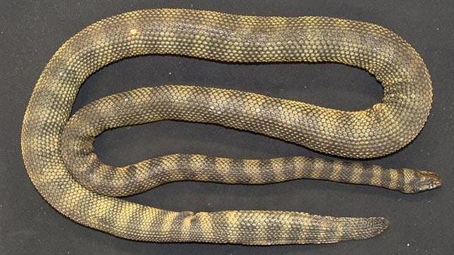 La serpiente venenosa con escamas punzantes