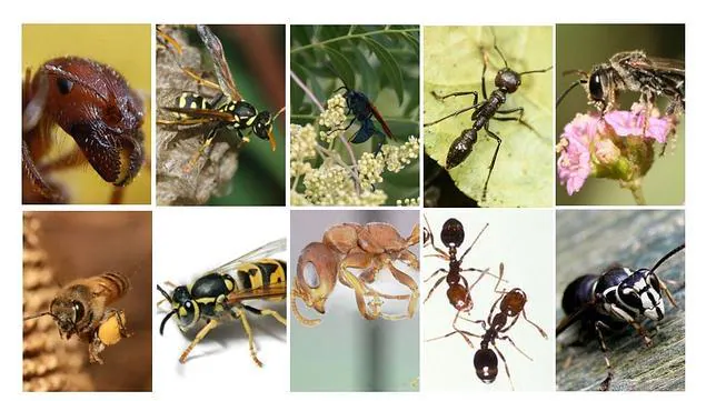 Las diez picaduras de insecto más dolorosas