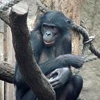 Bonobo, el simio más promiscuo y parecido al hombre 