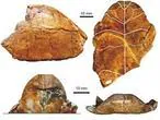 La tortuga fósil hallada en el Parque Güell cuestiona la clasificación de especies 