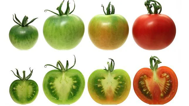 ¿Por qué los tomates del súper saben a cartón?