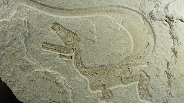 Encuentran en Alemania un megalosaurio que tenía «plumas»