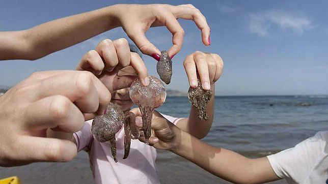 Falsos mitos para curar las picaduras de medusa