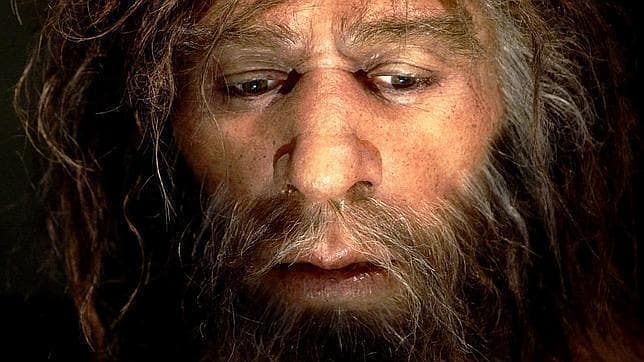 Los neandertales ya tomaban manzanilla con fines medicinales