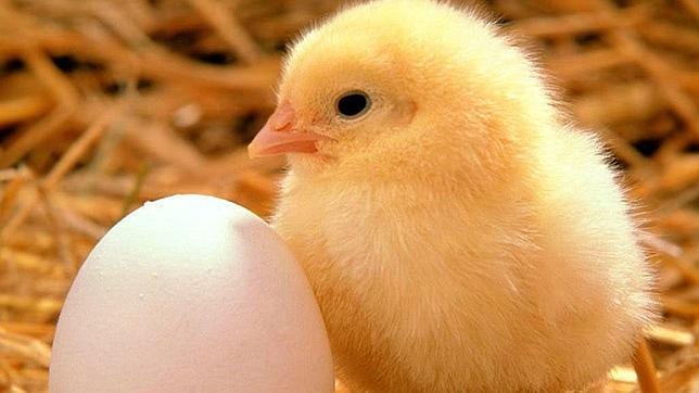 Diez curiosidades que probablemente no conocías sobre el huevo