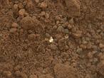 El Curiosity se «traga» su primera muestra marciana