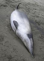 La ballena más rara del mundo, vista por primera vez