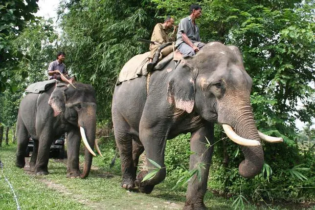 Medio centenar de elefantes borrachos arrasa un pueblo indio