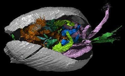 Un «tesoro» animal de 425 millones de años