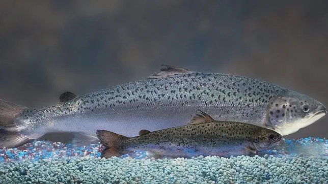 El salmón transgénico, a punto de recibir luz verde para su comercialización
