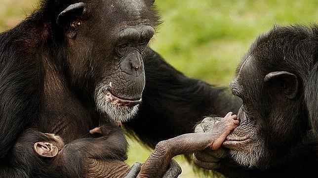 Cómo los chimpancés resuelven el juego del Ultimátum
