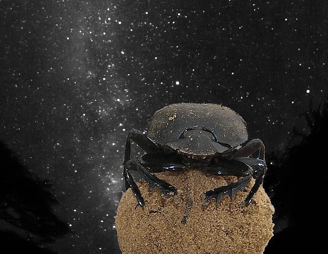 Los escarabajos peloteros utilizan las estrellas para orientarse
