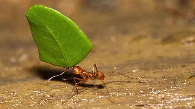 ¿Por qué las hormigas pueden transportar objetos colosales?