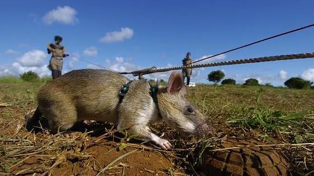 Utilizan ratas gigantes en Tanzania para detectar minas antipersona