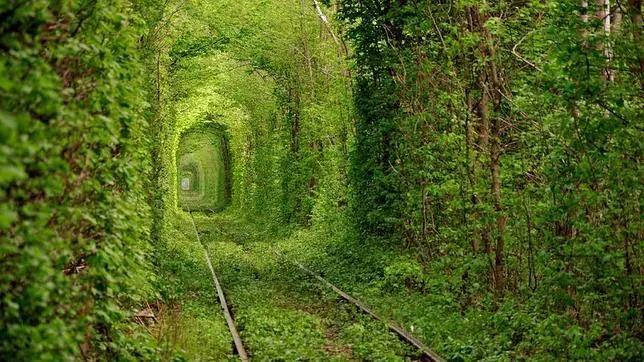 Los túneles de árboles más extraordinarios del mundo