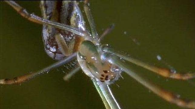 La araña tejedora posesa
